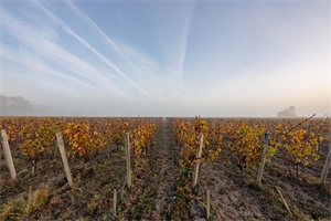 exploitation viticole à la vente -   33126  SAINT MICHEL DE FRONSAC, surface 450 m2 vente exploitation viticole - UBI374301898